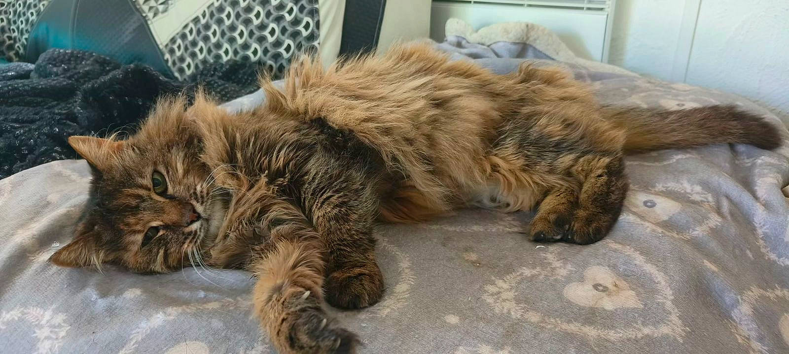 Nevada participe au concours pour gagner de l'argent avec cette photo : bottle, carnivore, cat, claw, comfort, fawn, felidae, fur, grass, liver, nap, paw, plant, sleep, small_to_medium_sized_cats, snout, tail, terrestrial_animal, whiskers, wildlife