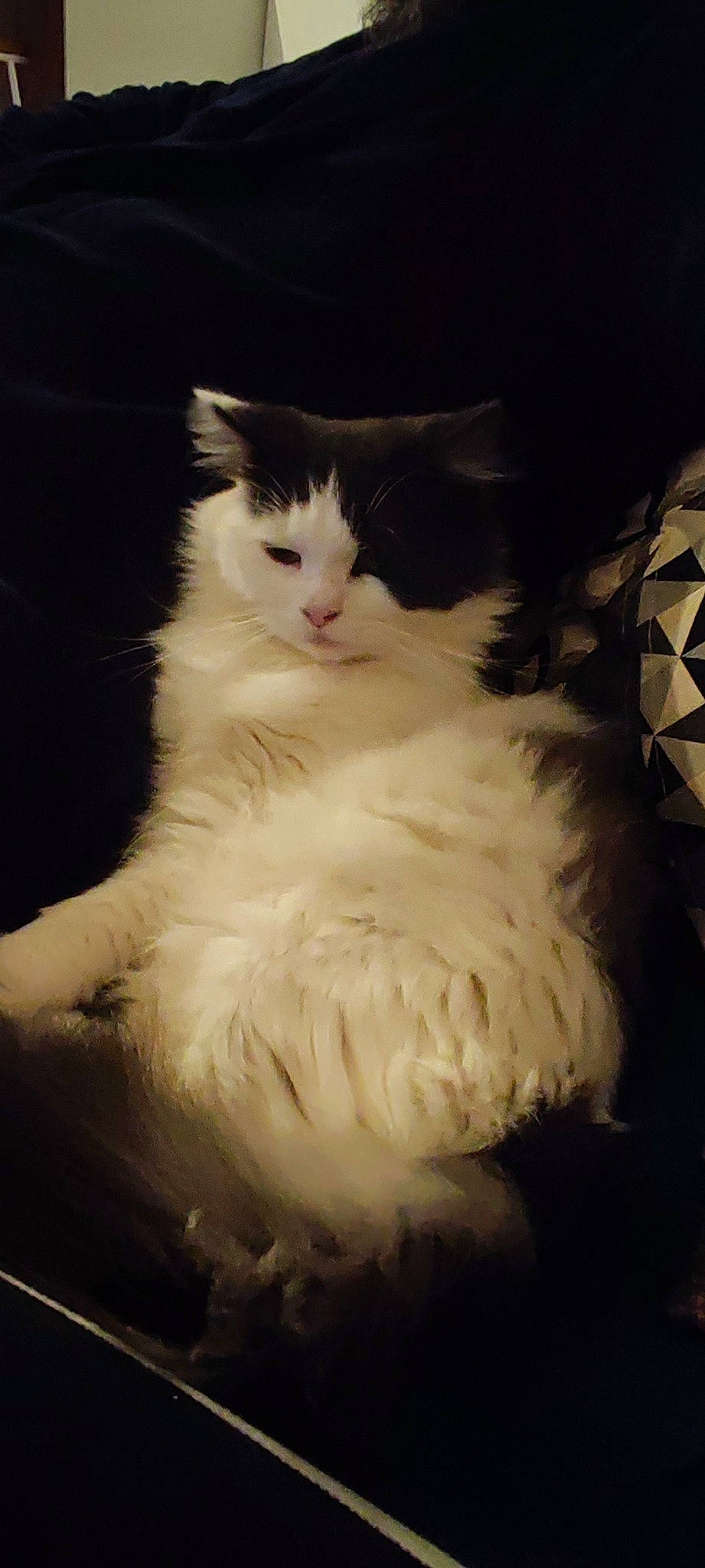 Chouke participe au concours pour gagner de l'argent avec cette photo : box, carnivore, cat, comfort, darkness, domestic_short_haired_cat, felidae, fur, iris, night, paw, sitting, small_to_medium_sized_cats, snout, tail, terrestrial_animal, tints_and_shades, whiskers, window