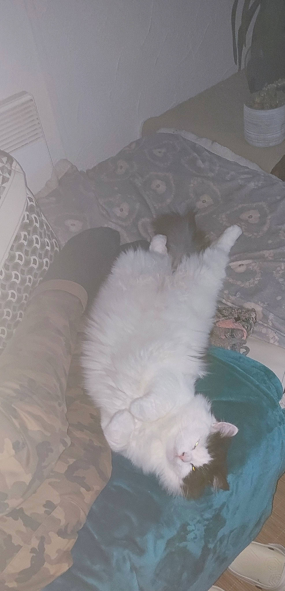 Chouke participe au concours pour gagner de l'argent avec cette photo : canidae, carnivore, cat, claw, comfort, companion_dog, dog_breed, domestic_short_haired_cat, felidae, flooring, foot, fur, hardwood, paw, room, small_to_medium_sized_cats, sporting_group, tail, whiskers