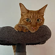 Luna participe au concours pour gagner de l'argent avec cette photo : cat, ginger_cat, orange_fur, feline, pet, animal, portrait, closeup, whiskers, green_eyes, pointed_ears, looking_at_camera, scratching_post, cat_tree, furniture, indoor, home, cushion, brown, cute