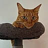 cat, ginger_cat, orange_fur, feline, pet, animal, portrait, closeup, whiskers, green_eyes, pointed_ears, looking_at_camera, scratching_post, cat_tree, furniture, indoor, home, cushion, brown, cute