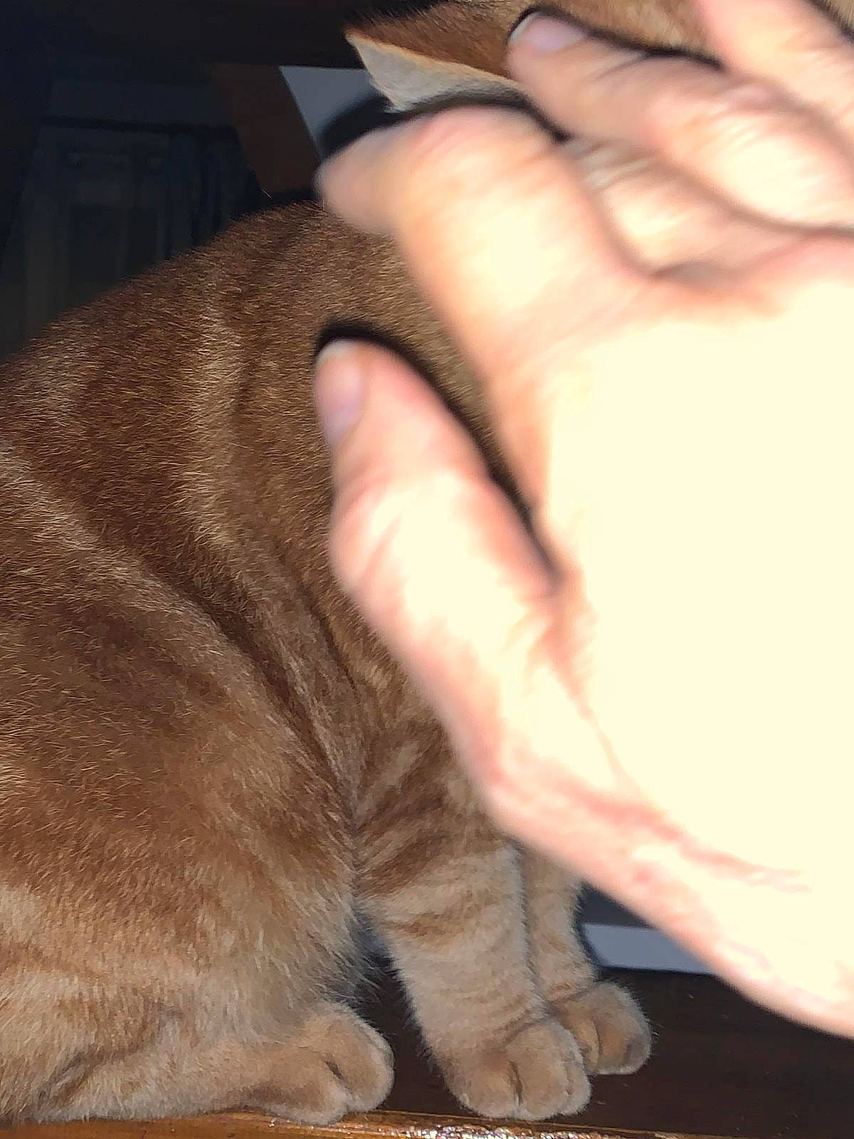 Lilou a rejoint le concours — aidez-le/la à gagner de superbes lots ! carnivore, cat, claw, domestic_short_haired_cat, eyelash, felidae, finger, flesh, foot, fur, gesture, hand, nail, sign_language, small_to_medium_sized_cats, terrestrial_animal, thumb, whiskers, wrinkle, wrist