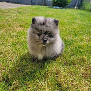 Balou participe au concours pour gagner de l'argent avec cette photo : puppy, dog, grass, outdoor, cute, fluffy, animal, pet, nature, sunlight, young, adorable, fur, small, mammal, garden, green, canine, portrait, sitting
