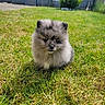 puppy, dog, grass, outdoor, cute, fluffy, animal, pet, nature, sunlight, young, adorable, fur, small, mammal, garden, green, canine, portrait, sitting