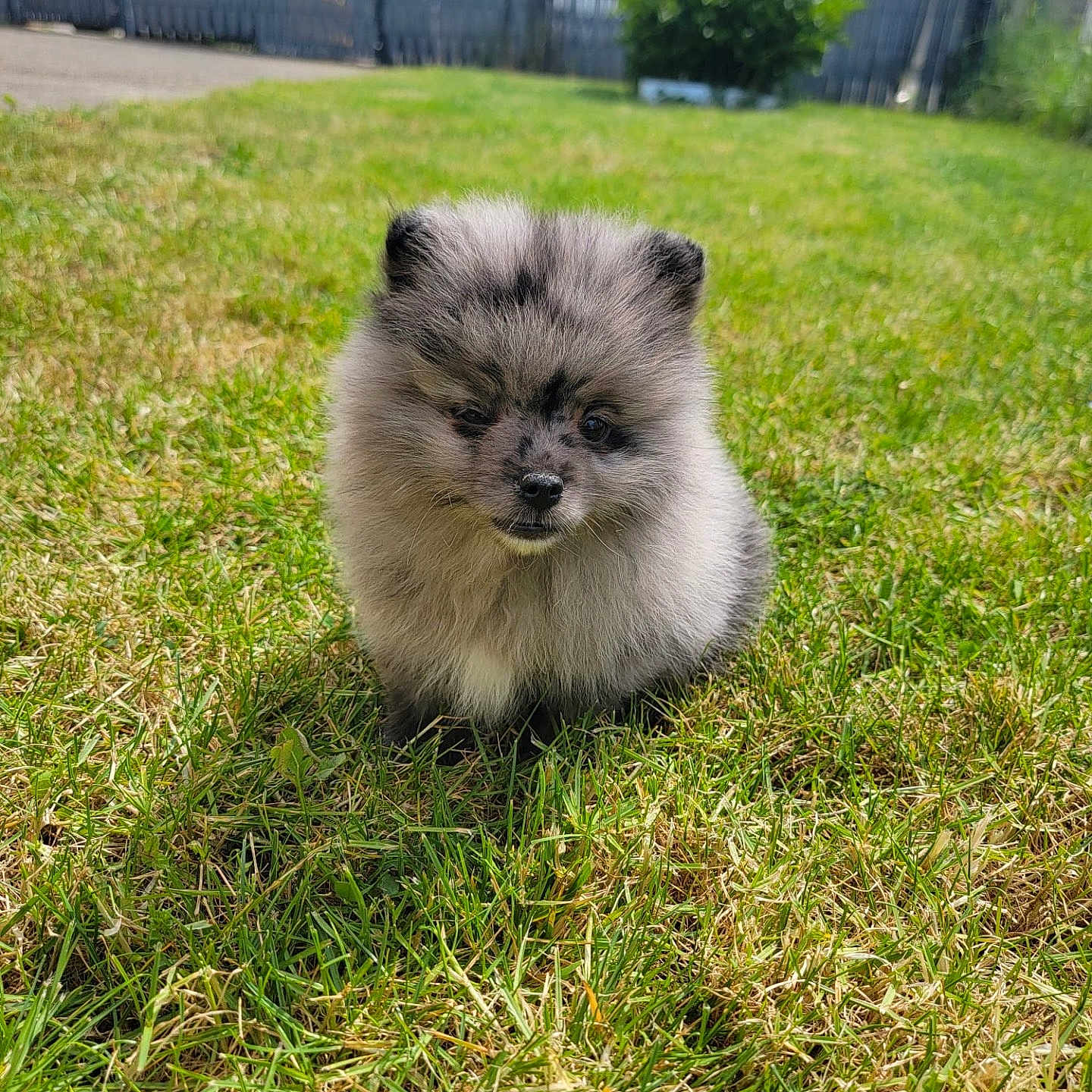 Balou