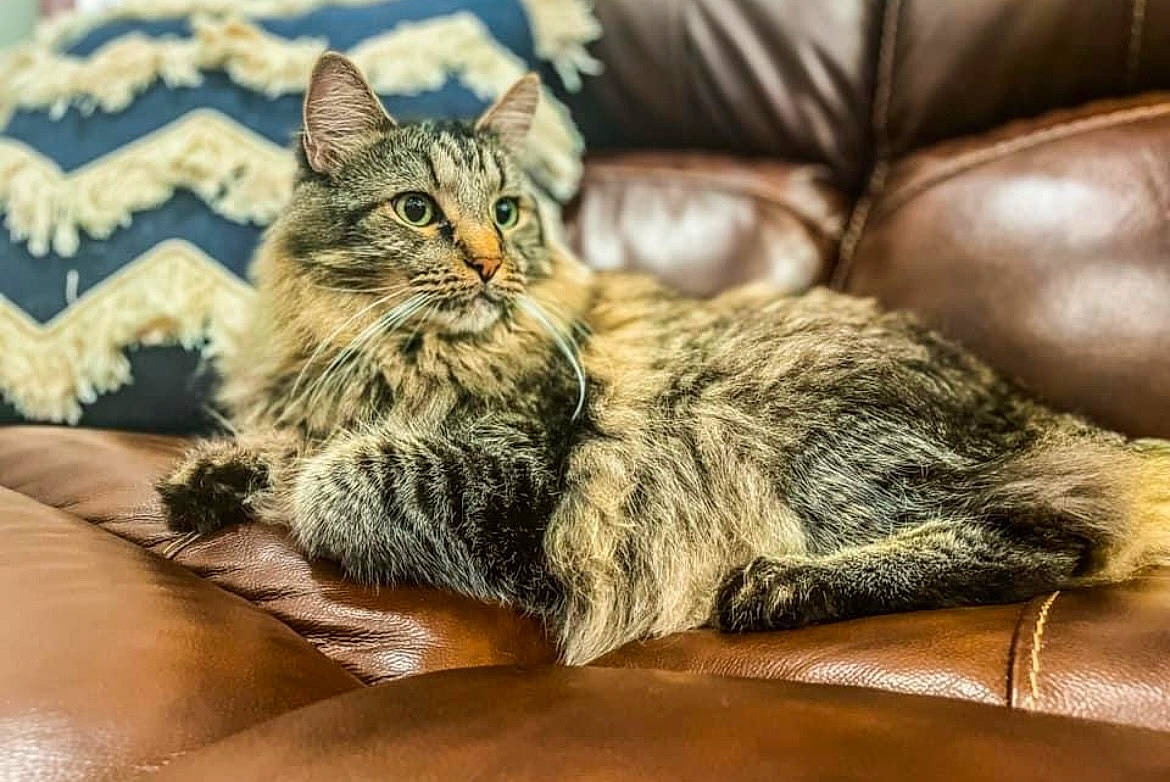 Storm joined the competition — help win amazing prizes! carnivore, cat, claw, comfort, domestic_short_haired_cat, felidae, fur, natural_material, paw, sitting, small_to_medium_sized_cats, terrestrial_animal, tree, whiskers, wildlife, wood