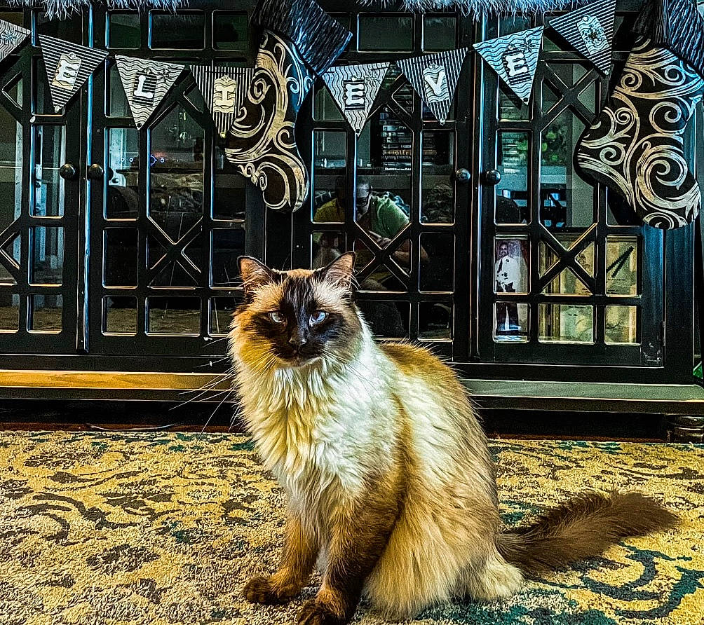 Jax joined the competition — help win amazing prizes! canidae, carnivore, companion_dog, dog_breed, fawn, felidae, fence, fur, metal, plant, small_to_medium_sized_cats, snout, sporting_group, tail, terrestrial_animal, tree, whiskers, wildlife, window, wood