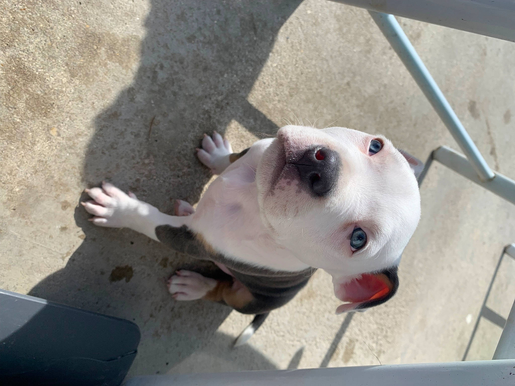 Yorko a rejoint le concours — aidez-le/la à gagner de superbes lots ! canidae, carnivore, collar, companion_dog, concrete, dog, dog_breed, dog_collar, dog_supply, fawn, leash, non_sporting_group, pet_supply, road_surface, sporting_group, whiskers, working_animal