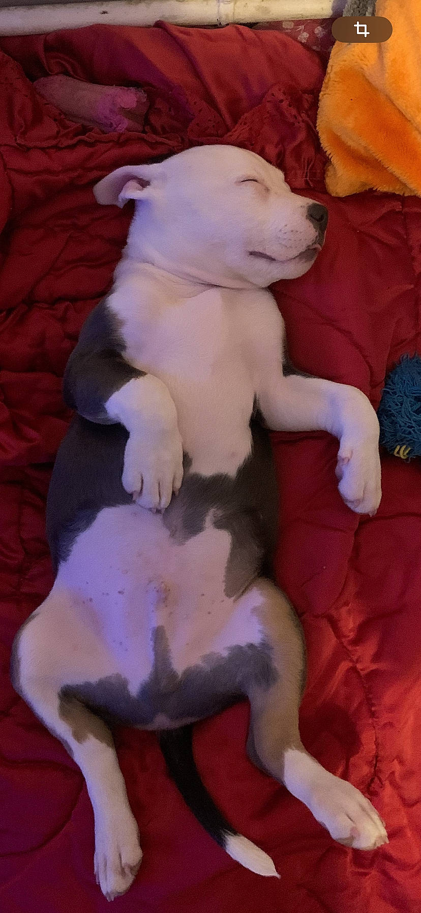 Yorko participe au concours pour gagner de l'argent avec cette photo : canidae, carnivore, comfort, companion_dog, dog, dog_breed, fawn, fur, mammal, non_sporting_group, paw, pink, puppy, snout, sporting_group, tail, terrestrial_animal, toy, toy_dog, working_animal