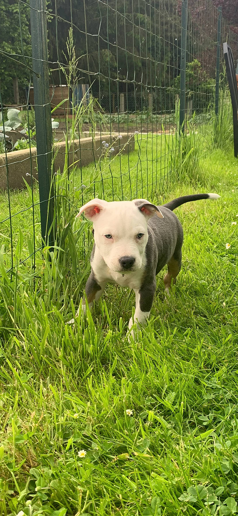Yorko participe au concours pour gagner de l'argent avec cette photo : canidae, carnivore, collar, companion_dog, dog, dog_breed, fence, grass, grassland, groundcover, non_sporting_group, pasture, pet_supply, plant, prairie, sporting_group, tail, terrestrial_animal, tree, working_animal