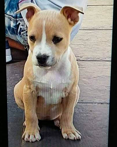 Nala participe au concours pour gagner de l'argent avec cette photo : ancient_dog_breeds, canidae, carnivore, collar, companion_dog, dog, dog_breed, dog_supply, fawn, non_sporting_group, photo_caption, puppy, snout, sporting_group, street_dog, tail, toy_dog, whiskers, wood, working_animal