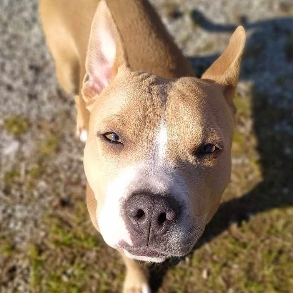 Nala