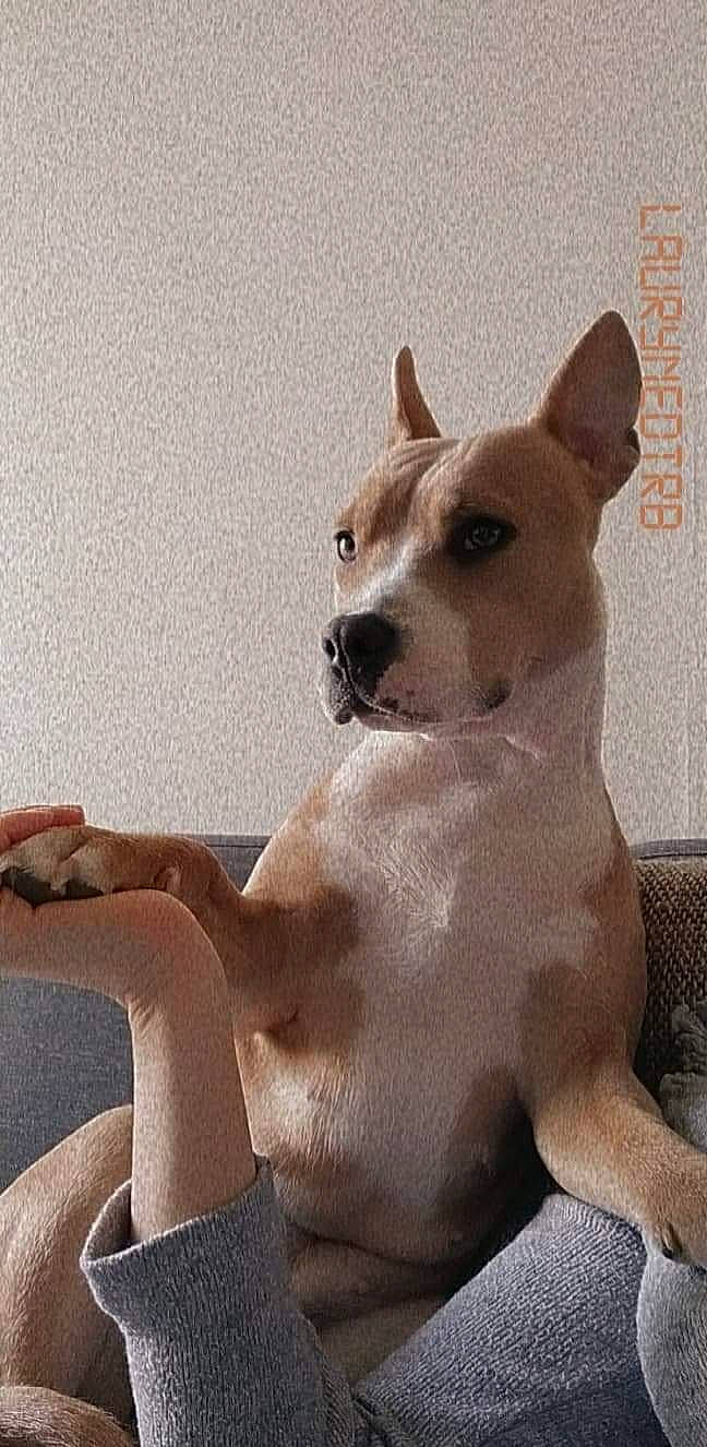 Nala a rejoint le concours — aidez-le/la à gagner de superbes lots ! ancient_dog_breeds, canidae, carnivore, collar, companion_dog, dog, dog_breed, dog_collar, ear, fawn, non_sporting_group, paw, snout, sporting_group, tail, terrestrial_animal, toy_dog, whiskers, working_animal