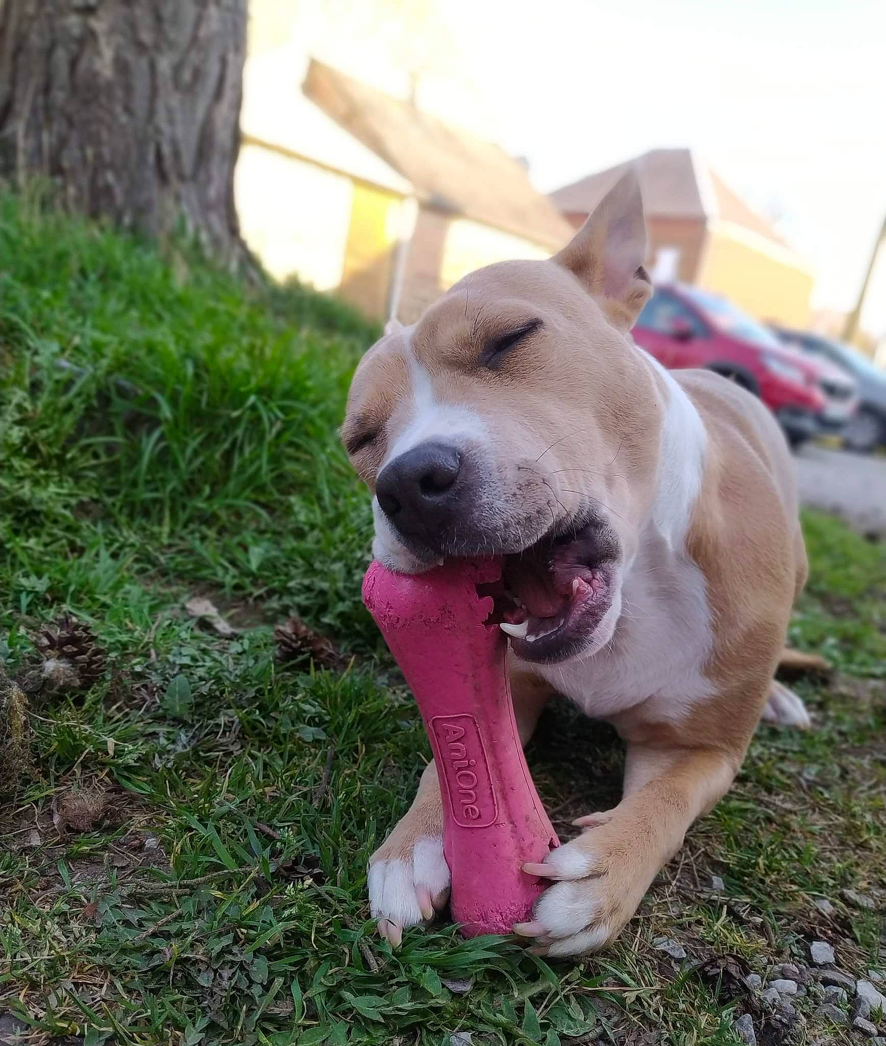 Nala a rejoint le concours — aidez-le/la à gagner de superbes lots ! ball, canidae, carnivore, collar, companion_dog, dog, dog_breed, dog_collar, dog_supply, fawn, grass, paw, pet_supply, retriever, sky, snout, sporting_group, tail, whiskers, working_animal