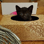 Jasper is registered to the contest to win money with this photo: black_cat, bombay, box, carnivore, cat, cat_supply, comfort, domestic_short_haired_cat, fawn, felidae, flooring, fur, grey, hardwood, pet_supply, small_to_medium_sized_cats, snout, tail, whiskers, wood