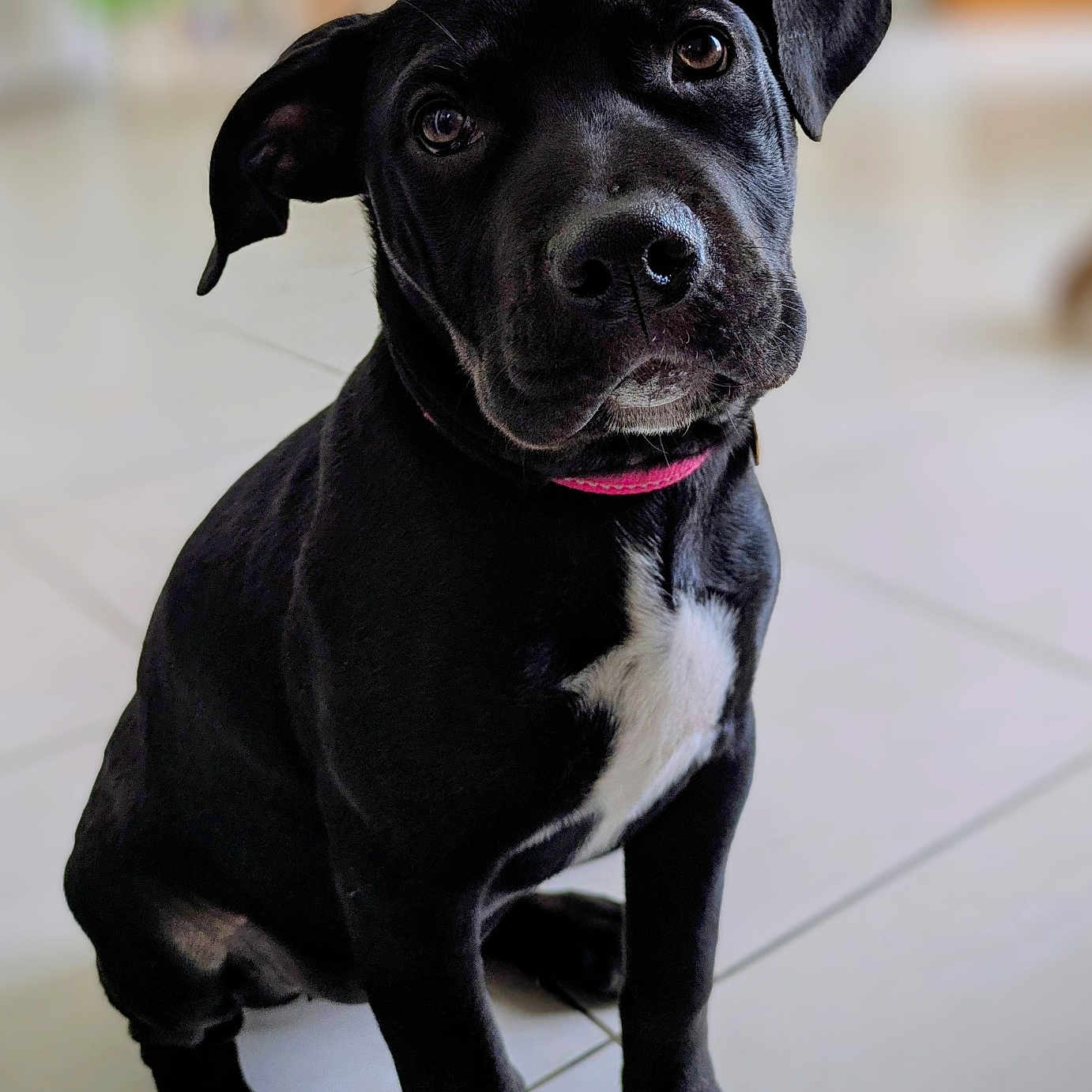 Kiraë participe au concours pour gagner de l'argent avec cette photo : dog, black_dog, white_patch, sitting, tilted_head, pink_collar, indoor, tiled_floor, pet, canine, curious, young_dog, portrait, animal, companion, cute, domestic, friendly, alert, floor