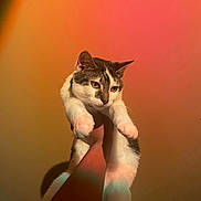 Carter is registered to the contest to win money with this photo: animal, cat, curious, cute, ears, feline, fur, gradient_background, gray, hand, holding, indoor, mammal, orange, paw, pet, pink, portrait, whiskers, white