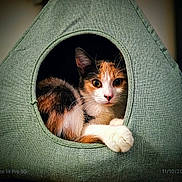 Ana a rejoint le concours — aidez-le/la à gagner de superbes lots ! cat, calico, pet, animal, cozy, indoor, fabric, cat_house, curious, paw, feline, cute, resting, snug, closeup, portrait, domestic_cat, whiskers, ears, eyes