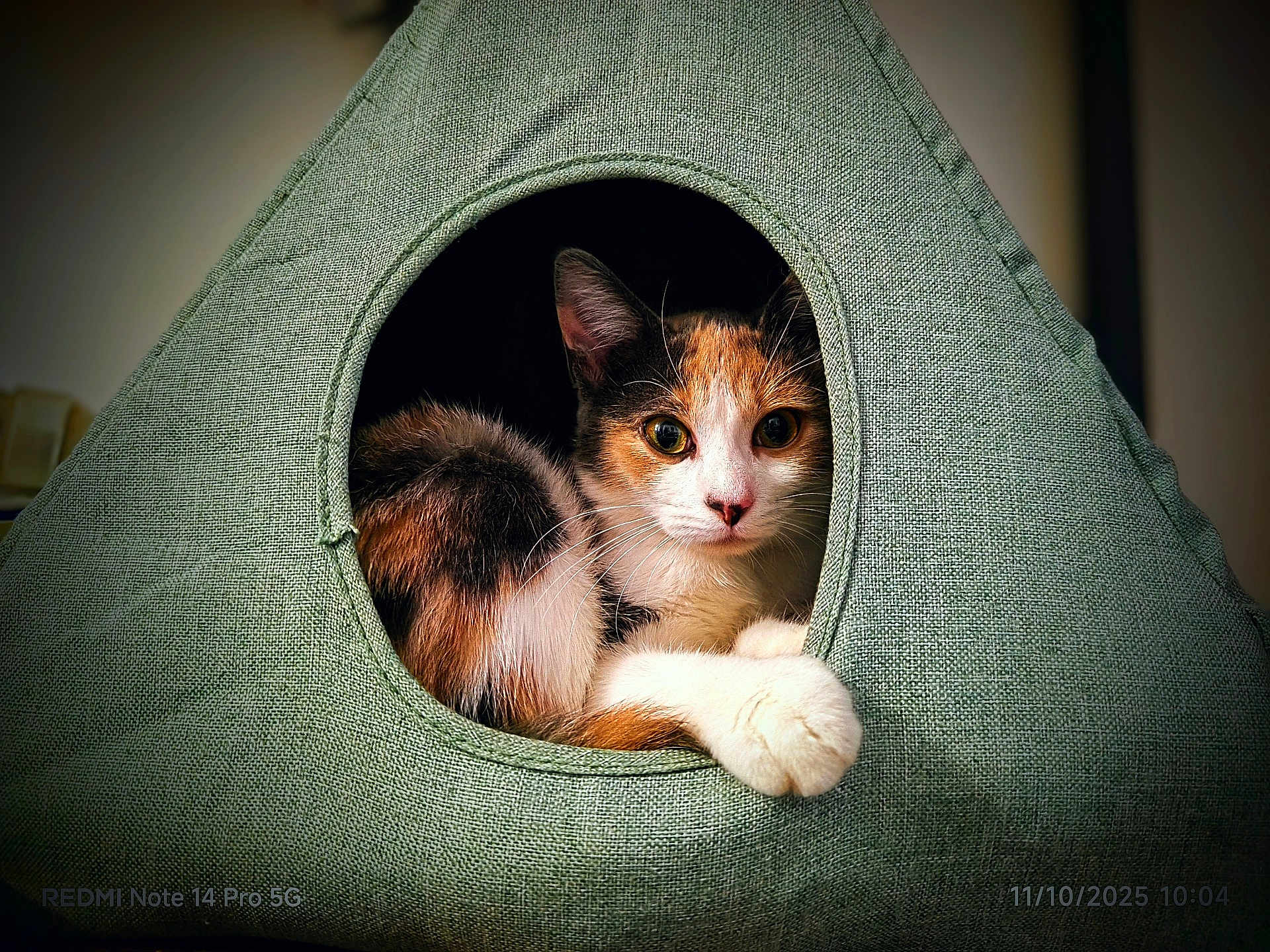 Ana a rejoint le concours — aidez-le/la à gagner de superbes lots ! cat, calico, pet, animal, cozy, indoor, fabric, cat_house, curious, paw, feline, cute, resting, snug, closeup, portrait, domestic_cat, whiskers, ears, eyes