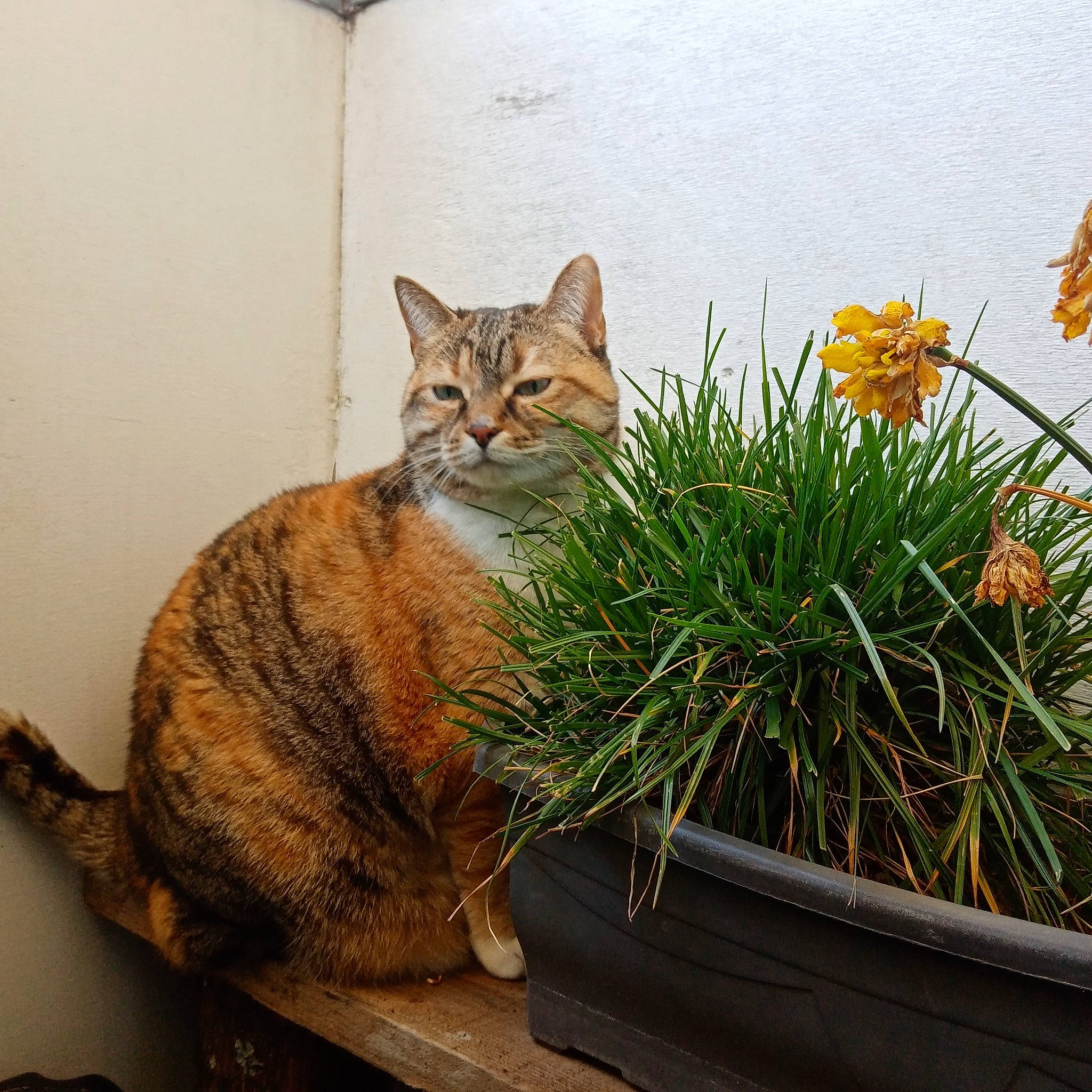 Beauty participe au concours pour gagner de l'argent avec cette photo : annual_plant, art, carnivore, cat, domestic_short_haired_cat, fawn, felidae, flower, flowerpot, grass, houseplant, plant, publication, small_to_medium_sized_cats, tail, terrestrial_animal, terrestrial_plant, whiskers, window, wood