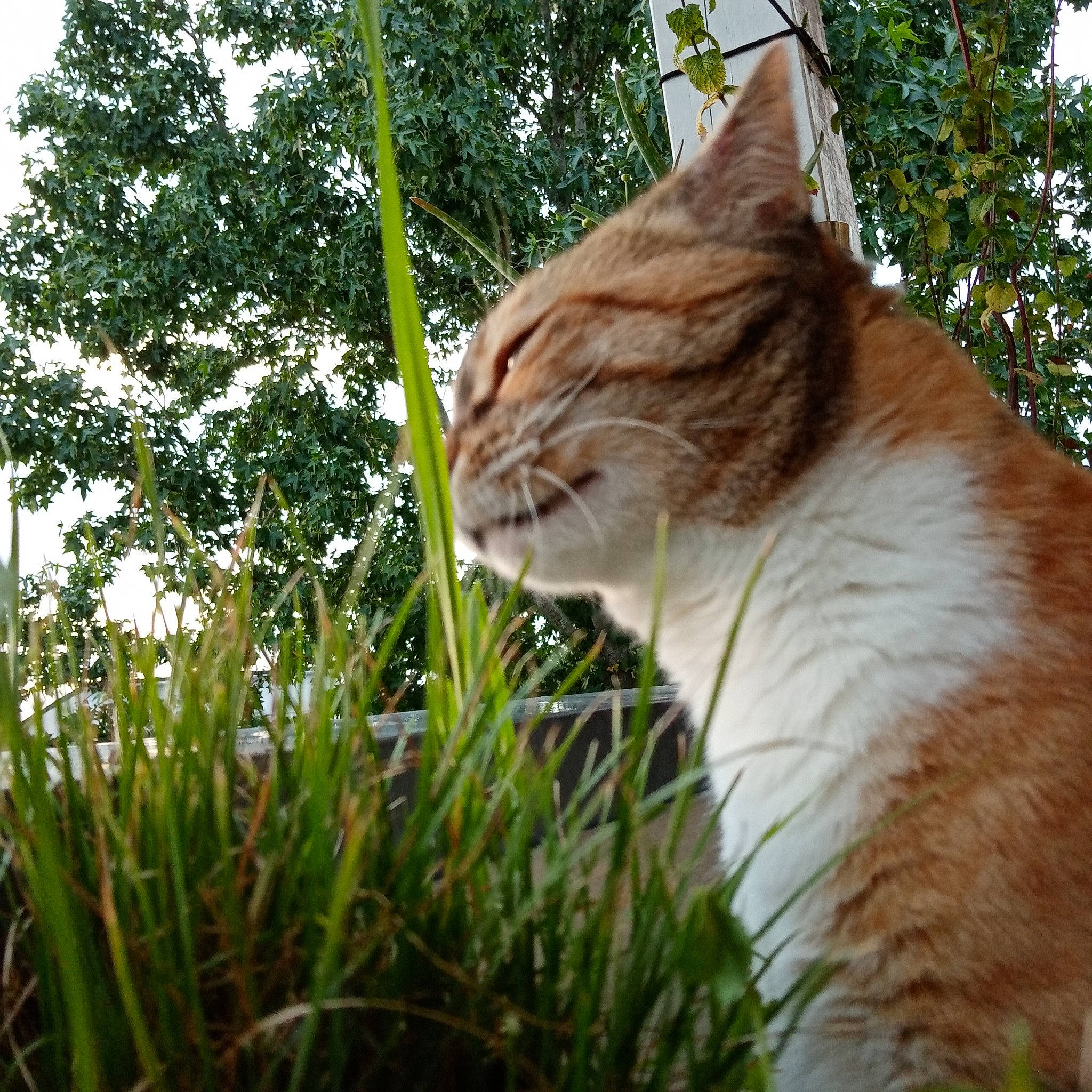Beauty participe au concours pour gagner de l'argent avec cette photo : carnivore, cat, domestic_short_haired_cat, eye, fawn, felidae, fur, grass, herb, mammal, plant, shrub, small_to_medium_sized_cats, snout, tail, terrestrial_animal, tree, trunk, whiskers, wood