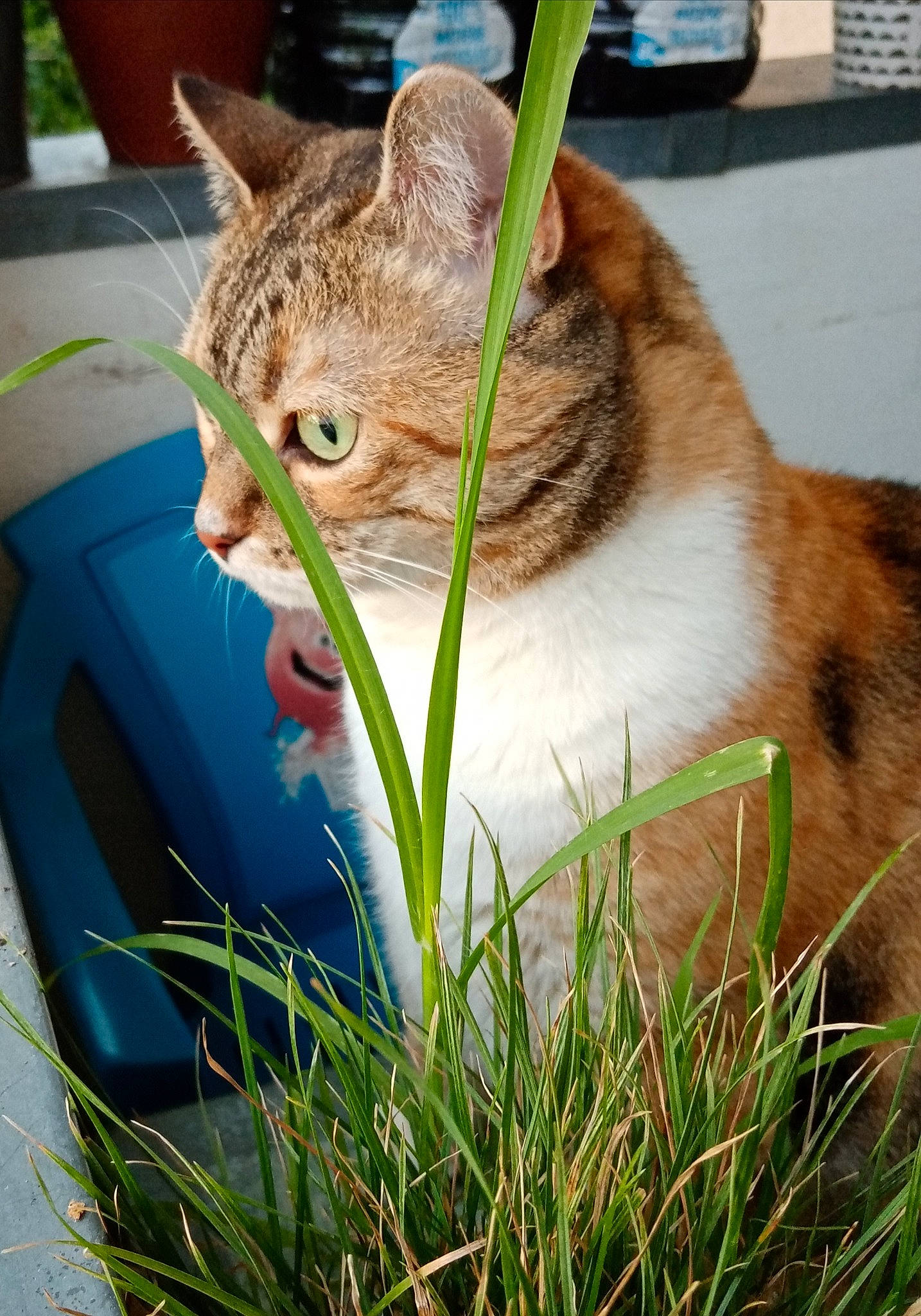 Beauty participe au concours pour gagner de l'argent avec cette photo : carnivore, cat, domestic_short_haired_cat, fawn, felidae, fur, grass, grass_family, herb, houseplant, lawn, plant, small_to_medium_sized_cats, snout, tail, terrestrial_animal, tree, wheel, whiskers, wildlife