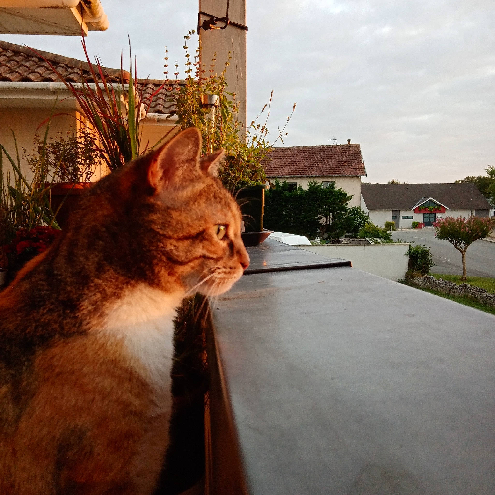 Beauty a rejoint le concours — aidez-le/la à gagner de superbes lots ! asphalt, building, carnivore, cat, cloud, fawn, felidae, grass, metal, plant, road_surface, roof, sky, small_to_medium_sized_cats, snout, tail, tints_and_shades, tree, whiskers, wood