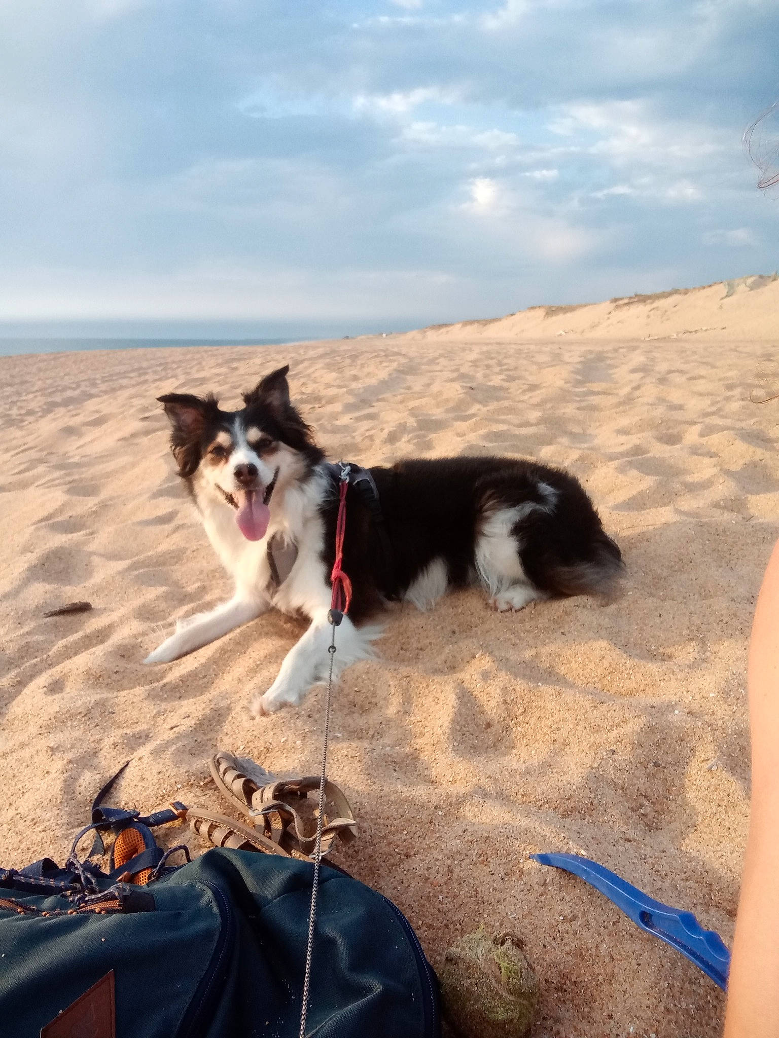 Pin Up participe au concours pour gagner de l'argent avec cette photo : adventure, beach, border_collie, carnivore, cloud, collar, companion_dog, dog, dog_breed, fun, herding_dog, horizon, landscape, ocean, recreation, sand, sky, sporting_group, travel, wind_wave