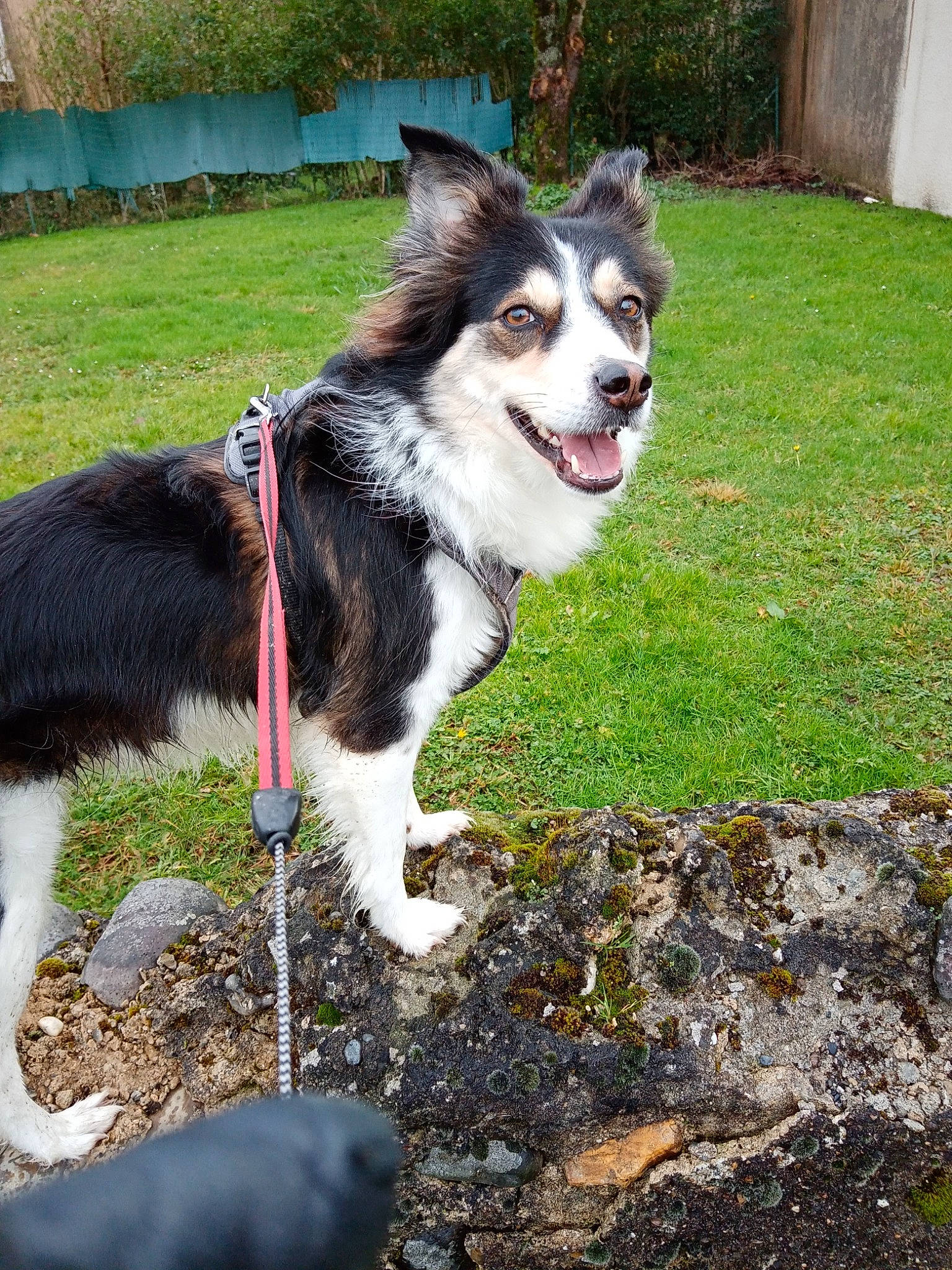 Pin Up participe au concours pour gagner de l'argent avec cette photo : canidae, carnivore, chair, collar, companion_dog, dog, dog_breed, dog_collar, fur, grass, herding_dog, leash, plant, soil, sporting_group, tail, tree, working_animal, working_dog, yard