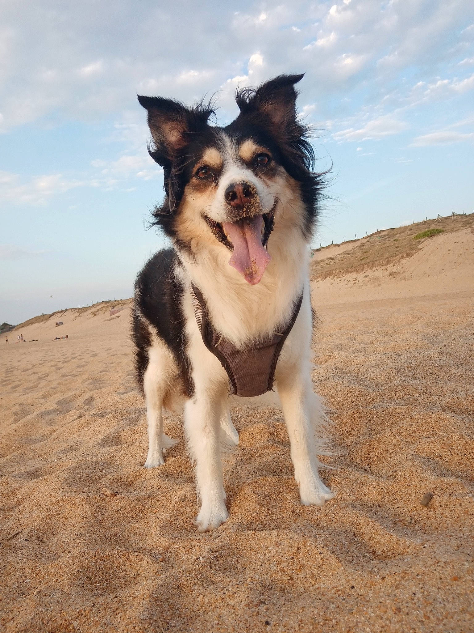 Pin Up participe au concours pour gagner de l'argent avec cette photo : ancient_dog_breeds, canidae, carnivore, cloud, collar, companion_dog, dog, dog_breed, dog_supply, happy, herding_dog, landscape, ocean, paw, recreation, sky, snout, sporting_group, wind, working_dog
