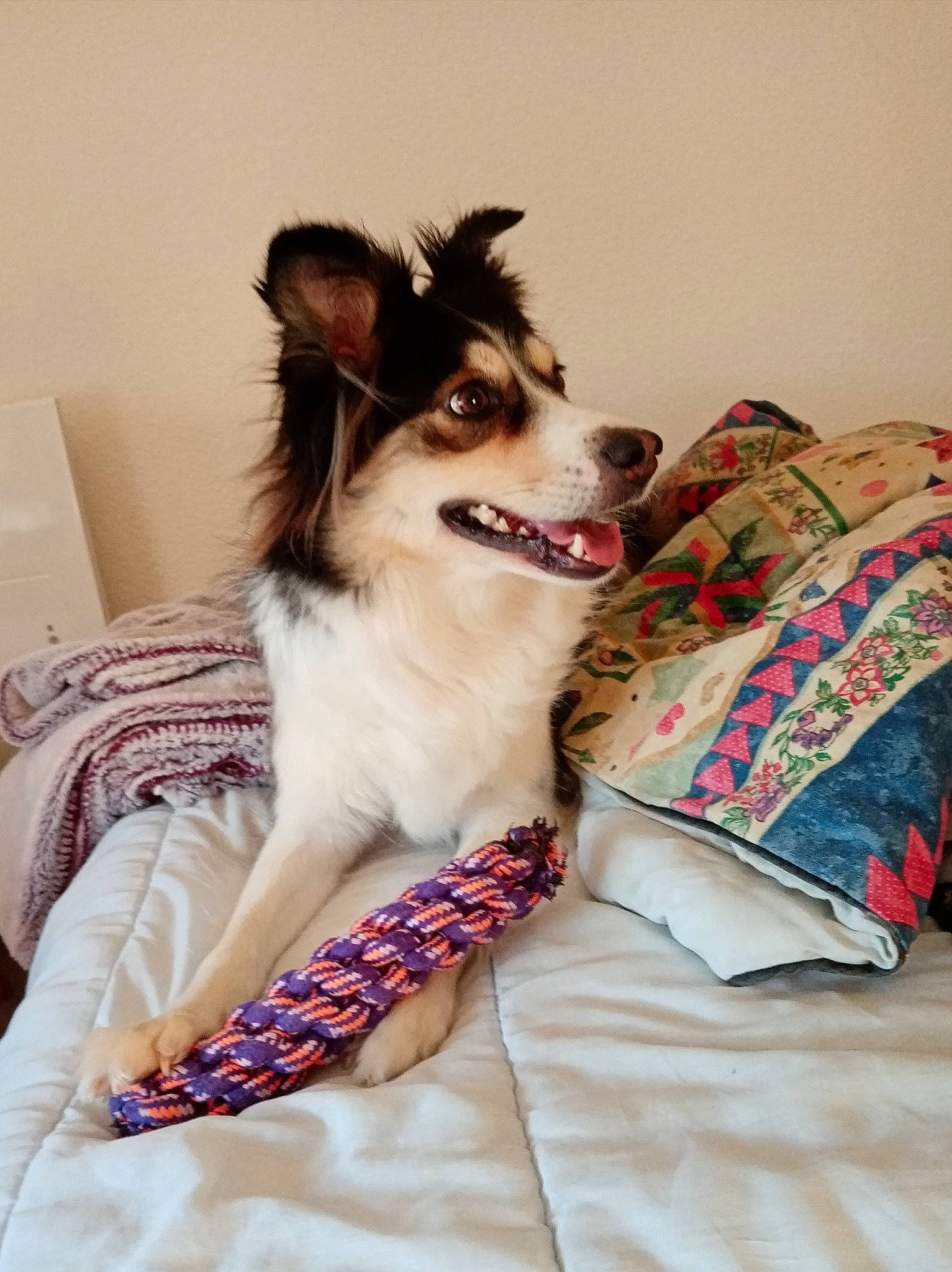 Pin Up a rejoint le concours — aidez-le/la à gagner de superbes lots ! border_collie, canidae, carnivore, comfort, companion_dog, dog, dog_breed, dog_supply, fawn, fur, happy, linens, pattern, plant, sitting, sleeve, sporting_group, whiskers, working_animal, working_dog