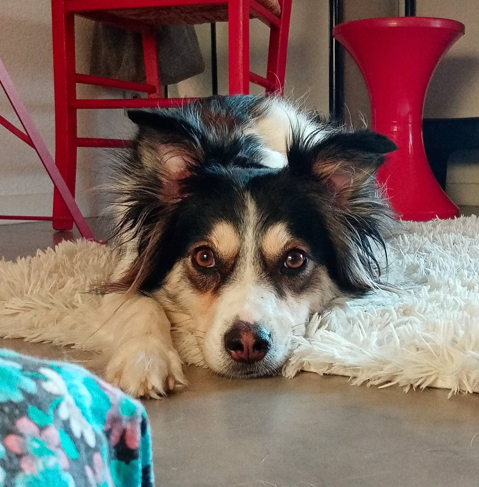 Pin Up a rejoint le concours — aidez-le/la à gagner de superbes lots ! canidae, carnivore, chair, companion_dog, dog, dog_breed, dog_supply, fur, herding_dog, pet_supply, snout, sporting_group, terrestrial_animal, toy_dog, whiskers, working_animal, working_dog