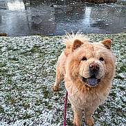 Bree joined the competition — help win amazing prizes! animal, canine, chow_chow, cold, dog, ears, eyes, fluffy, frozen_pond, fur, grass, happy, leash, nature, outdoor, park, pet, snow, tongue, winter
