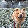 animal, canine, chow_chow, cold, dog, ears, eyes, fluffy, frozen_pond, fur, grass, happy, leash, nature, outdoor, park, pet, snow, tongue, winter