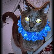 Prince Caspian joined the competition — help win amazing prizes! animal, blue_collar, cat, close_up, curious, cute, domestic_cat, eyes, floor, flower_collar, furniture, gray_cat, household, indoor, looking_up, pet, portrait, tail, tile_floor, whiskers