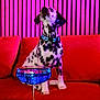 dog, dalmatian, puppy, spotted_dog, couch, red_sofa, cocktail_glass, blue_cocktail, glass, pink_neon, striped_wall, wooden_slats, collar, indoor, pet, sofa_cushion, table, foreground_focus, blurred_background, colorful_lighting