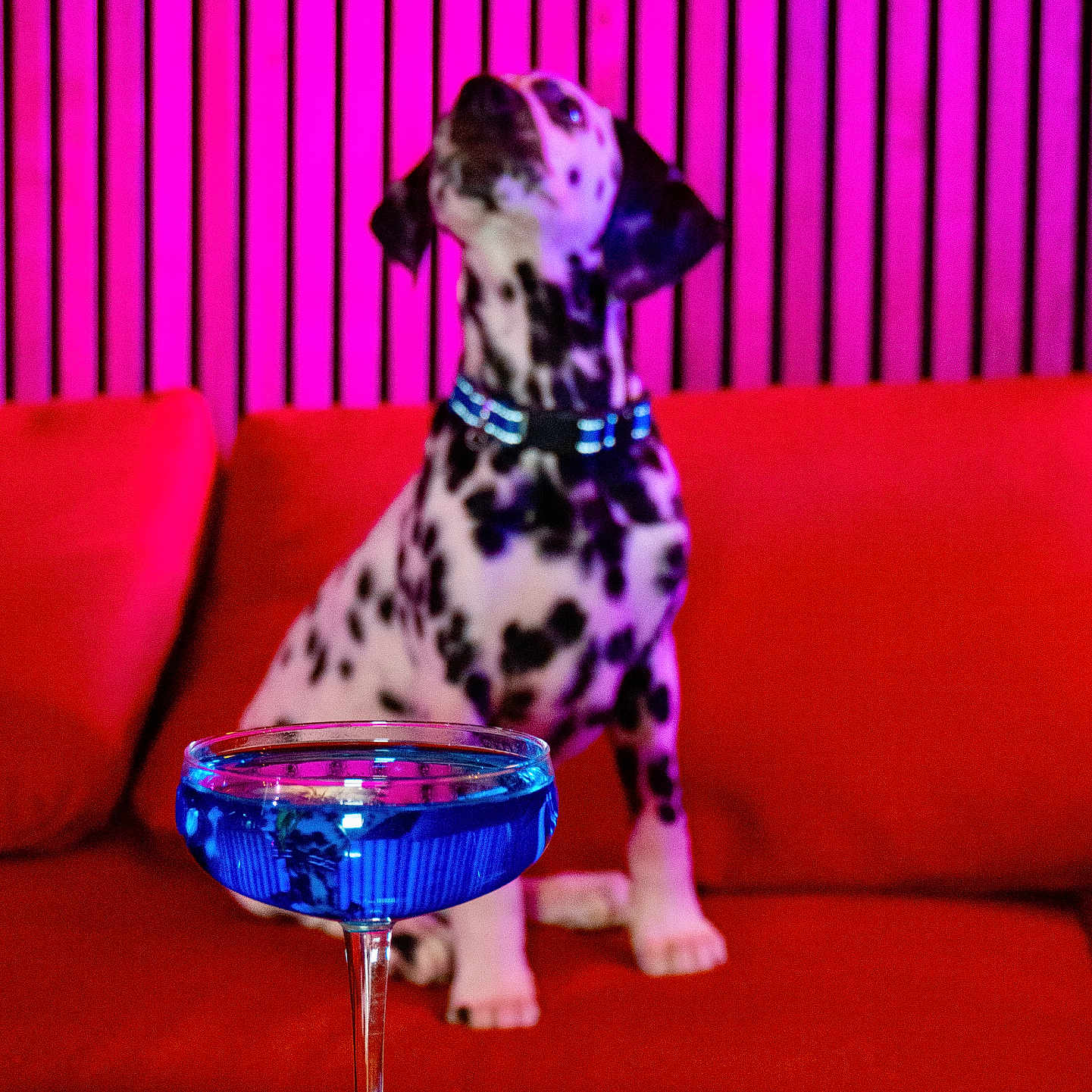 Luno a rejoint le concours — aidez-le/la à gagner de superbes lots ! blue_cocktail, blurred_background, cocktail_glass, collar, colorful_lighting, couch, dalmatian, dog, foreground_focus, glass, indoor, pet, pink_neon, puppy, red_sofa, sofa_cushion, spotted_dog, striped_wall, table, wooden_slats