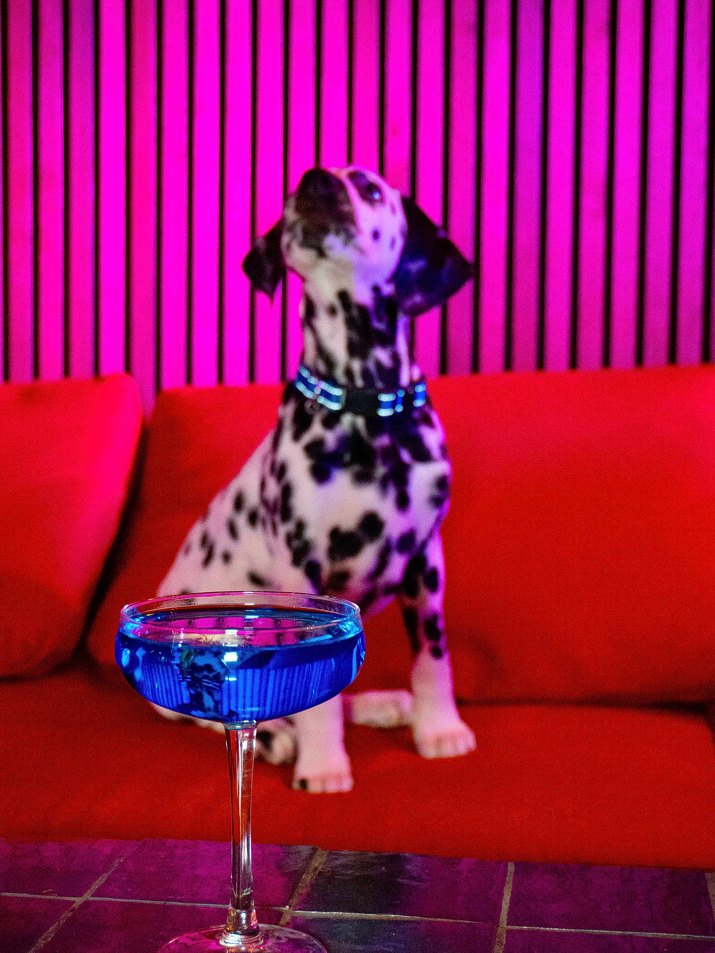 Luno a rejoint le concours — aidez-le/la à gagner de superbes lots ! dog, dalmatian, puppy, spotted_dog, couch, red_sofa, cocktail_glass, blue_cocktail, glass, pink_neon, striped_wall, wooden_slats, collar, indoor, pet, sofa_cushion, table, foreground_focus, blurred_background, colorful_lighting