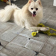 Rio participe au concours pour gagner de l'argent avec cette photo : dog, white_dog, toy, rope_toy, indoor, floor, tile_floor, pet, playful, happy, tongue_out, paw, fur, animal, canine, smiling, cute, companion, domestic_animal, resting