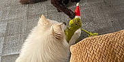 Rio a rejoint le concours — aidez-le/la à gagner de superbes lots ! dog, cat, toy, grinch, white_dog, black_cat, floor, tile_floor, paw, pet, animal, indoor, blanket, curious, play, furry, christmas_toy, santa_hat, close_up, pet_interaction