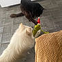 dog, cat, toy, grinch, white_dog, black_cat, floor, tile_floor, paw, pet, animal, indoor, blanket, curious, play, furry, christmas_toy, santa_hat, close_up, pet_interaction