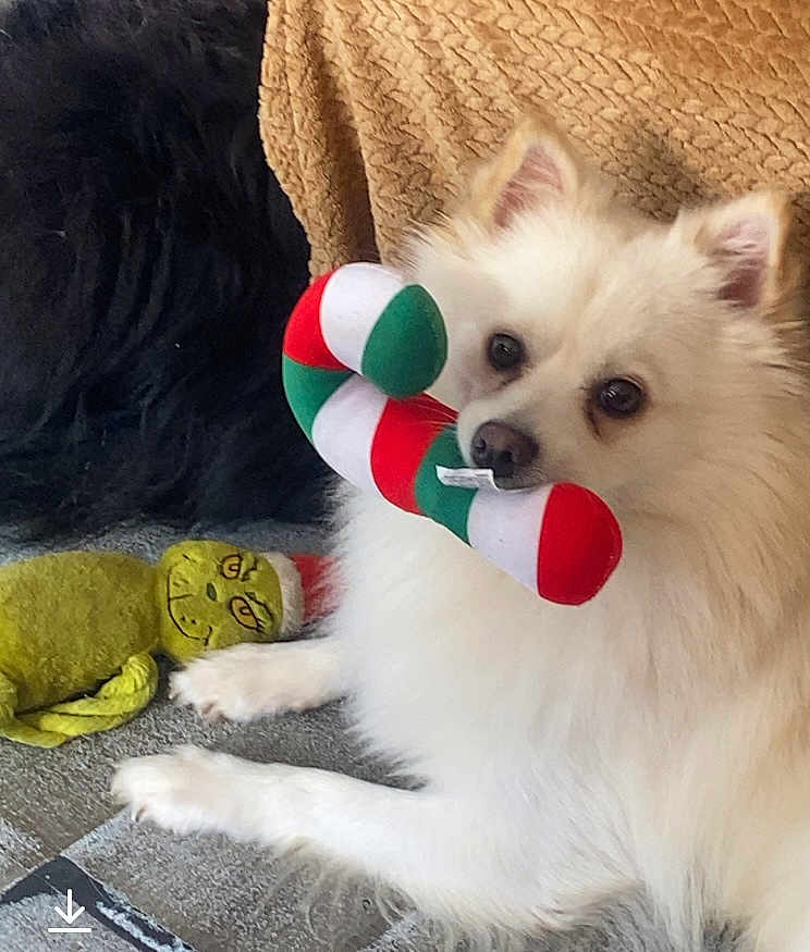 Rio participe au concours pour gagner de l'argent avec cette photo : dog, toy, plush_toy, candy_cane_toy, white_dog, fluffy, indoor, floor, tile_floor, pet, animal, grinch_toy, lying_down, close_up, cute, playful, furry, small_dog, canine, background