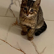 Misri a rejoint le concours — aidez-le/la à gagner de superbes lots ! kitten, cat, tabby, floor, marble, pet, animal, young, fur, whiskers, ears, tail, cute, indoor, looking_up, small, domestic, mammal, sitting, curious