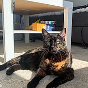 Chanteloup participe au concours pour gagner de l'argent avec cette photo : cat, tortoiseshell, sunlight, carpet, table, snack_boxes, indoor, resting, pet, feline, whiskers, green_eyes, shadow, living_room, sofa, basket, relaxed, domestic_cat, fur, cozy