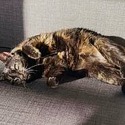 Chanteloup participe au concours pour gagner de l'argent avec cette photo : animal, cat, close_up, couch, cozy, ears, funny, fur, indoor, lying_down, paws, pet, relaxed, resting, shadow, sleeping, sunlight, tail, tortoiseshell, whiskers
