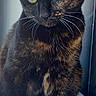 cat, tortoiseshell, green_eyes, pet, feline, animal, sitting, window, indoor, fur, whiskers, ears, portrait, natural_light, closeup, domestic_cat, cute, alert, curious, soft_light