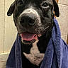 Ziggy is registered to the contest to win money with this photo: dog, black_dog, white_markings, towel, blue_towel, indoor, pet, happy, tongue_out, close_up, canine, smiling, cute, domestic_animal, animal, fur, face, ears, snout, companion