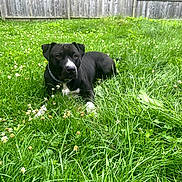 Ziggy joined the competition — help win amazing prizes! dog, black_dog, white_markings, grass, greenery, flowers, backyard, fence, outdoor, nature, pet, canine, lawn, summer, relaxed, animal, collar, resting, daylight, peaceful