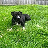 dog, black_dog, white_markings, grass, greenery, flowers, backyard, fence, outdoor, nature, pet, canine, lawn, summer, relaxed, animal, collar, resting, daylight, peaceful