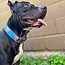 Ziggy is registered to the contest to win money with this photo: dog, black_dog, tongue_out, panting, superman_collar, collar, pet, animal, outdoor, grass, brick_wall, close_up, portrait, happy, canine, muzzle, ears, fur, daylight, side_view